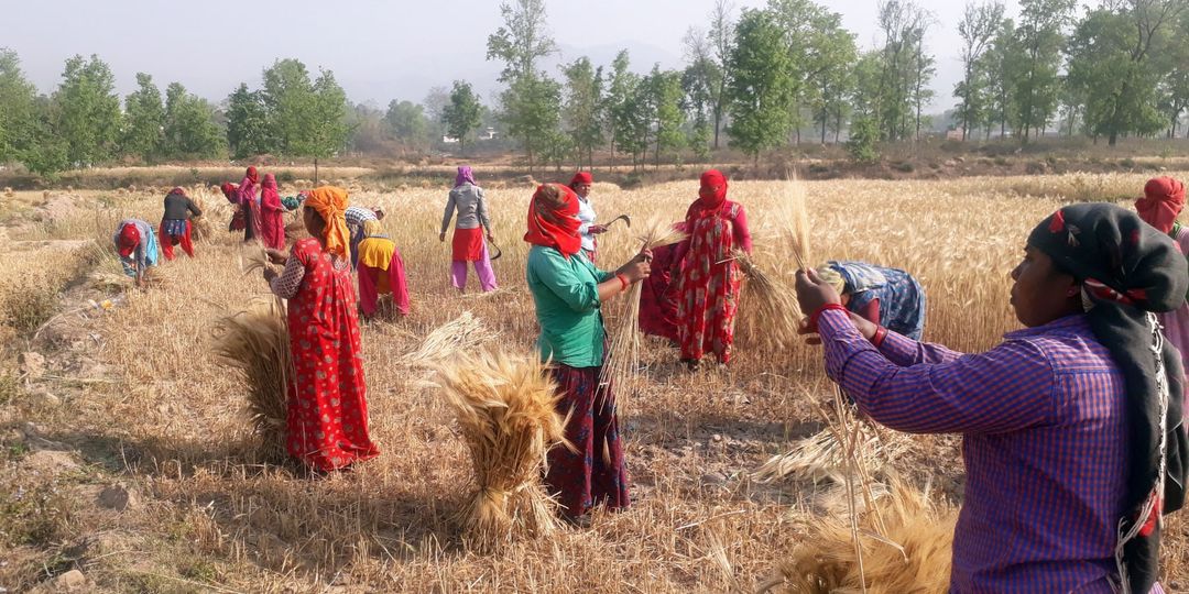 घोराही– १४, झिगौरास्थित स्वर्गद्वारी आश्रमको जग्गामा लगाएको बाली स्याहार्दै किसान। तस्बिर: रासस